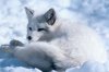 Arctic-Fox.jpg