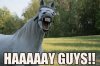 hayyyy guys.jpg