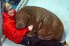 Cute-Baby-Walrus-Cuddles-With-Trainer-When-It-Gets-Scared.jpg