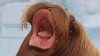 walrus-igor-overlijdt-in-dolfinarium.jpg