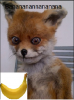 Bert12.png