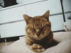 CatFacepalm.gif