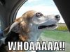 WHOA DOG.jpg