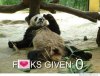 pandagivesnoshit.jpg.jpg