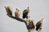 group-of-vultures-volt[1].jpg