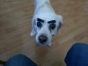 WHY DOG.jpg