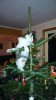 Climbin floof.jpg