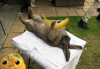 article-1265954-092192FD000005DC-697_634x441.png