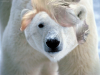polar_8.png