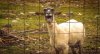 upload_2016-4-5_22-59-43.jpeg