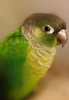 Capture2.PNG