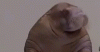 image.gif