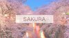 Sakura.jpg