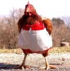 HawtSexyChicken.jpg