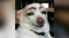 doggyy.png