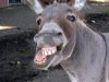 Stel 04 Donkey.jpg