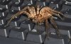 Spiderkeyboard.jpg