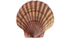 IMG_9959.PNG