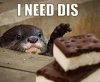 OtterNeedDis.jpg