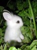 bunny-in-the-shadows.jpg