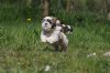 running-shih-tzu-dog-photo.jpg