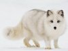 white-fox_84499-1600x1200.jpg