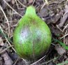 HickoryPignut_Nut_060910.jpg