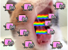Capture.png