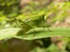 1378895-grasshopper-01.jpg