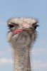 Dad as an ostrich.jpg