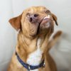 doggo.jpg