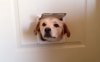 dog-says-hello-jpg.jpg