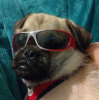 pipa.PNG