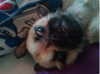 pippa 2.PNG