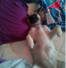 pippa 3.PNG