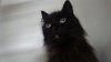 the real LOLCAT..JPG