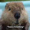 beaver.jpg