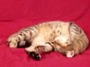 Ollie.jpg