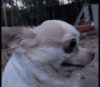 tenor.gif