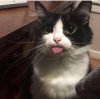 cat.shitpost-20190809-0003.jpg