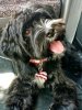 my doggo.jpg