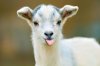 Goat.jpg