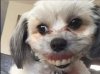 dog.jpg