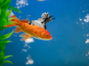 CIWS  Goldfish-min.png