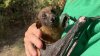 10315531_020521-wpvi-stetler-bat-img.jpg