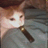 juulcat.png