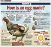 egg.jpg