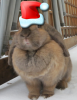 burbur.png