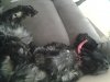 Karleeupsidedownpuppy.jpg