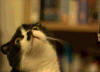 luc and a cat.gif